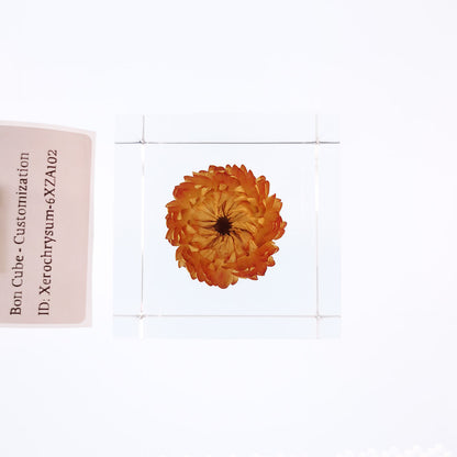 Cube Series - Xerochrysum #6XZA102