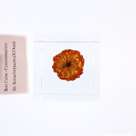 Cube Series - Xerochrysum #6XZA103