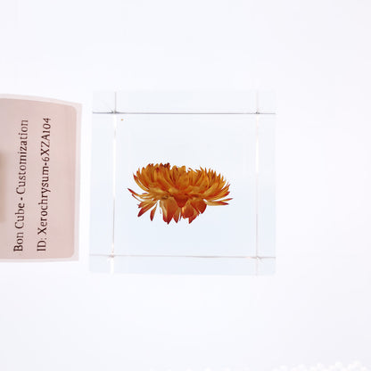 Cube Series - Xerochrysum #6XZA104