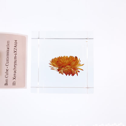 Cube Series - Xerochrysum #6XZA104