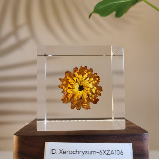 Cube Series - Xerochrysum #6XZA106
