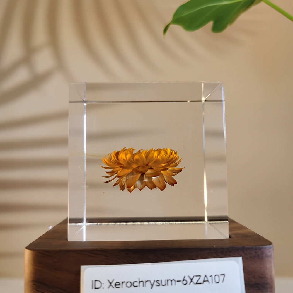 Cube Series - Xerochrysum #6XZA107