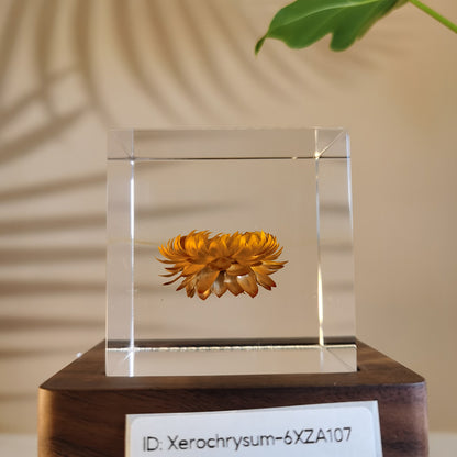 Cube Series - Xerochrysum #6XZA107