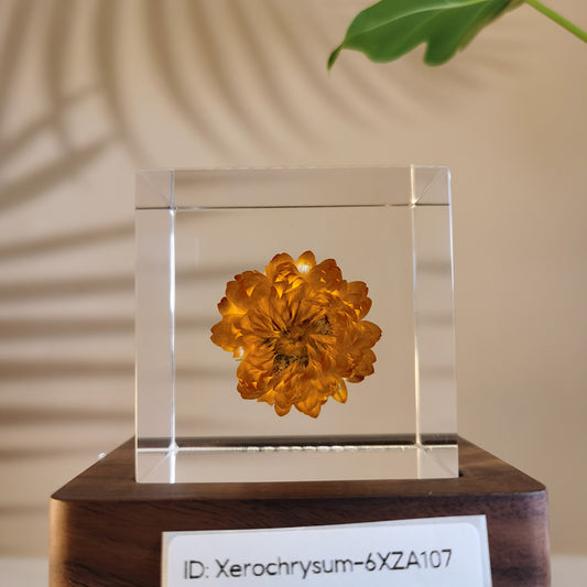 Cube Series - Xerochrysum #6XZA107