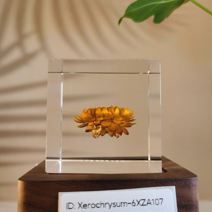 Cube Series - Xerochrysum #6XZA107