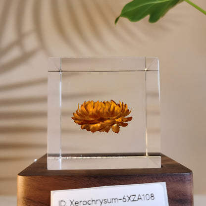 Cube Series - Xerochrysum #6XZA108