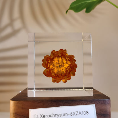 Cube Series - Xerochrysum #6XZA108