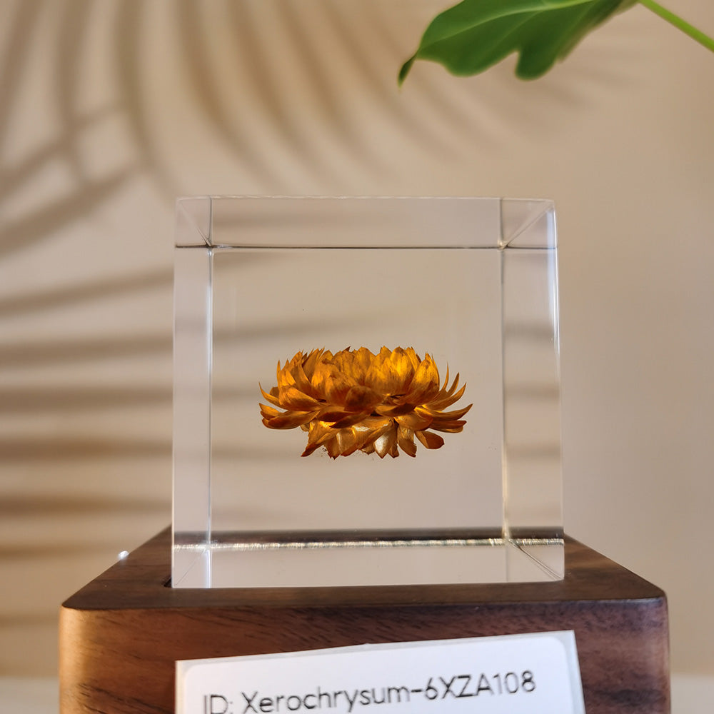 Cube Series - Xerochrysum #6XZA108