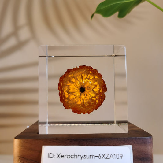 Cube Series - Xerochrysum #6XZA109